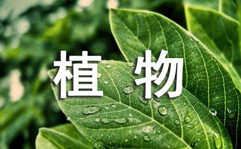 科學(xué)植物觀察日記