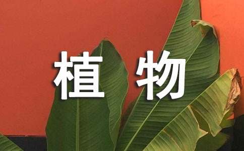 關(guān)于小學(xué)四年級(jí)植物作文（通用31篇）