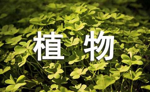 我喜歡的植物二年級(jí)作文