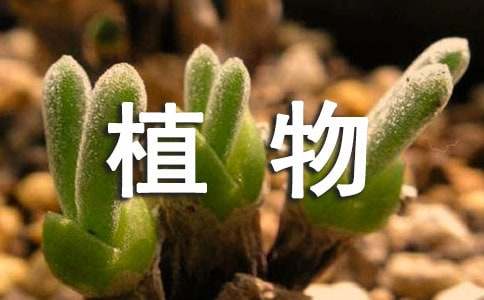 植物給人類(lèi)的一封信（通用6篇）